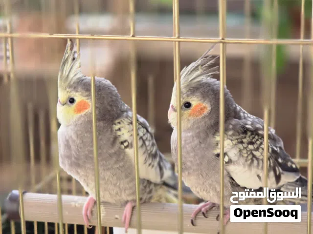 طيور كوكتيل