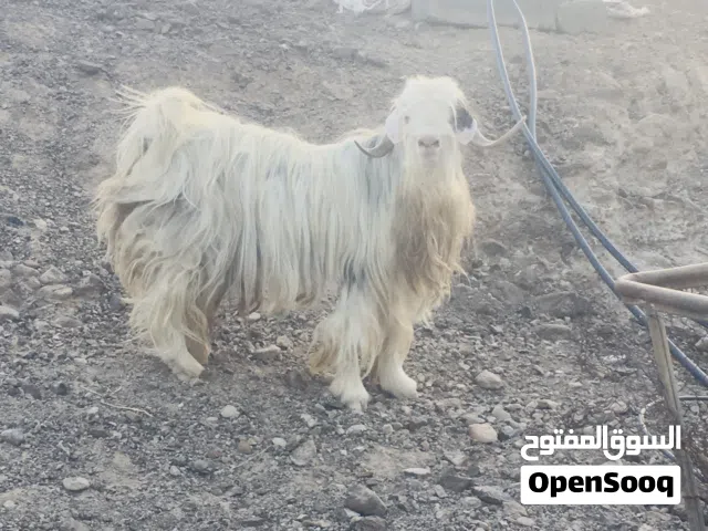 تيس من هوش الرحوب
