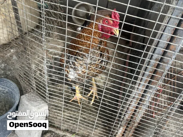 3 ديوك للبيع