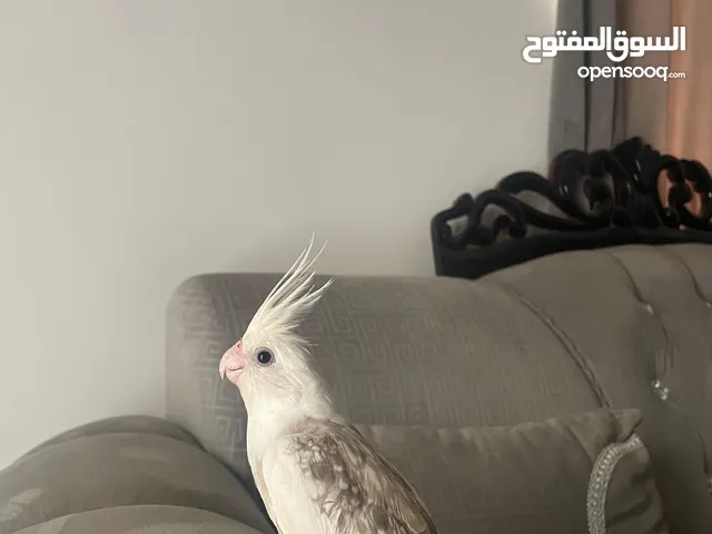 كوكتيل فرنساوي البيع