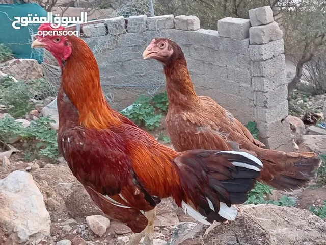 دجاج بقستانيات