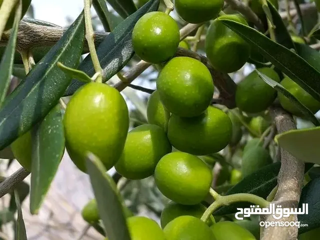 موجود زيتون اخضر وزيتون اسود ((الكيس)) 