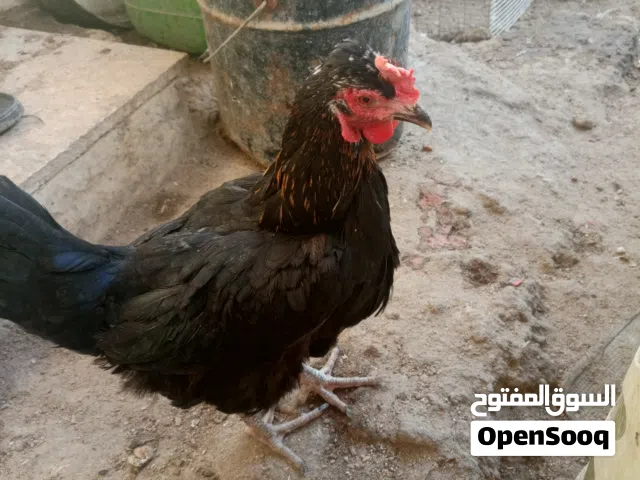 دجاج عرب اصلي