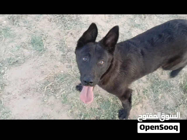 جرو ملينوا العمر 4شهور