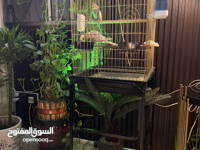 طيور كوكاتيل مع قفص كبير بكافة المستلزمات