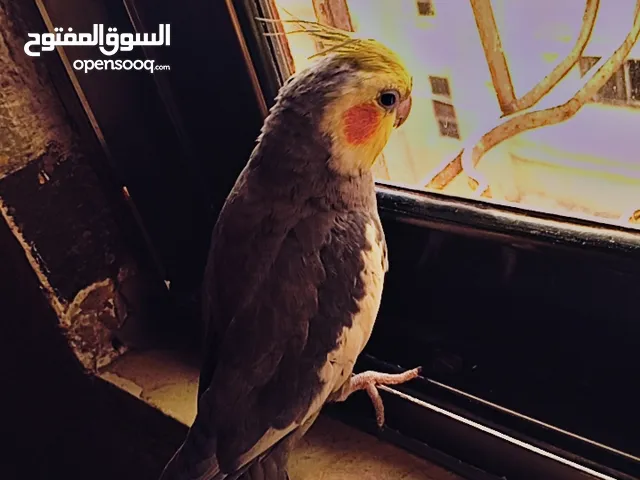 كوكتيل اليف مع قفص جديده