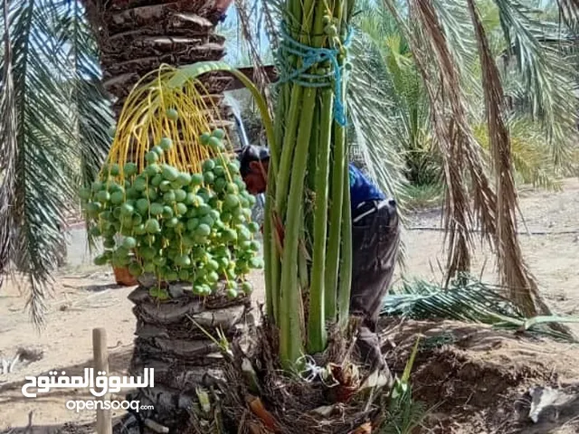 نخيل عربي مثمر جميع المقاسات