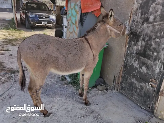 حماره نخب اول العمر 3 سنوات