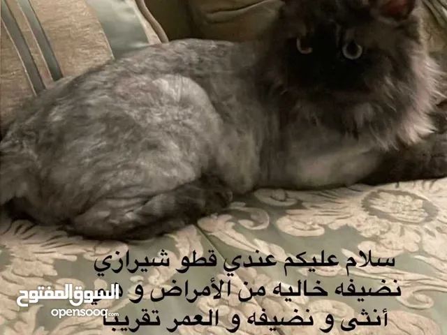 قط شيرازي