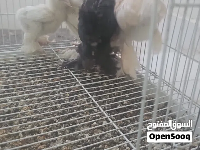دجاج كوشن العمر شهرين 7 حبات مع بعض 18,ريال