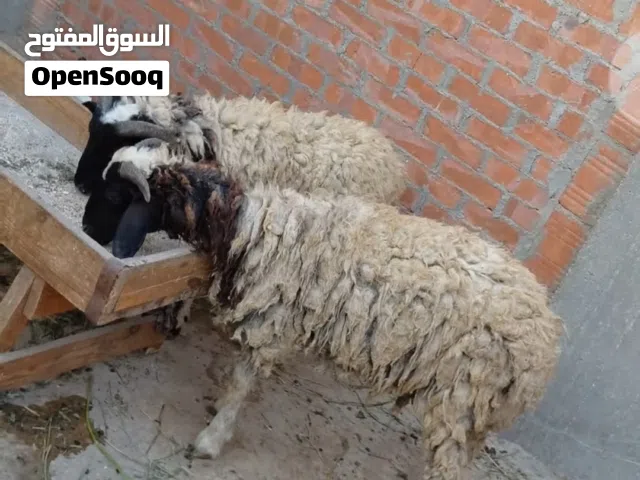 خروفين برقي