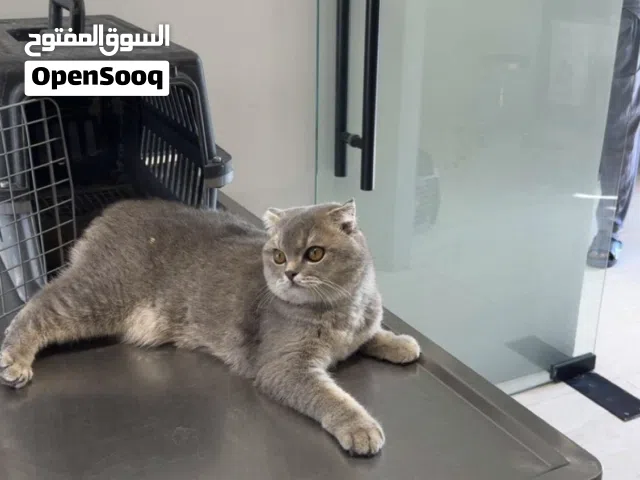 قطوة انثى عمرها تسع شهور