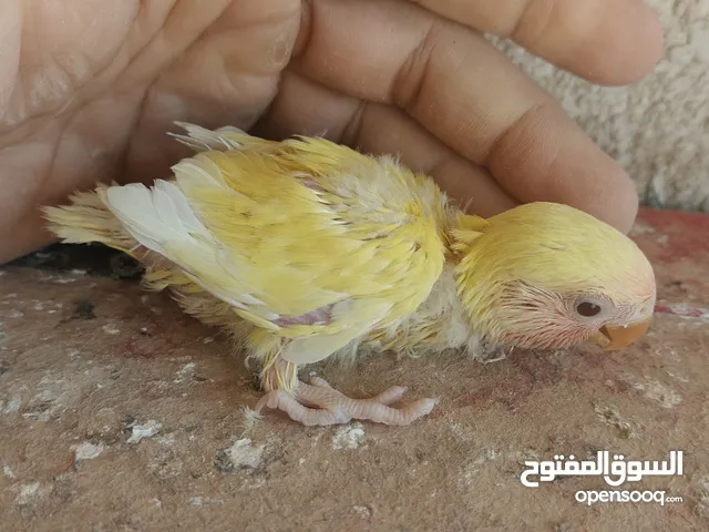 غندورة روز زق
