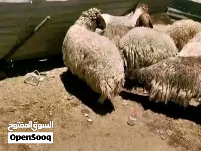 ذبائح بلدية بصلاة علا النبي