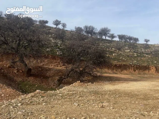 ارض للبيع بيرين ( صروت ) مساحة 3500 متر زراعية بجانب منتزه الأمير هاشم