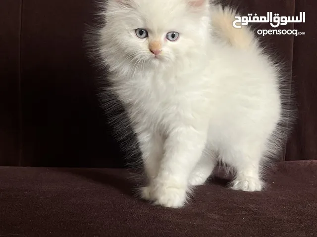 ما شاء الله انثى هملايا اورنج شهرين حاجه تحفه