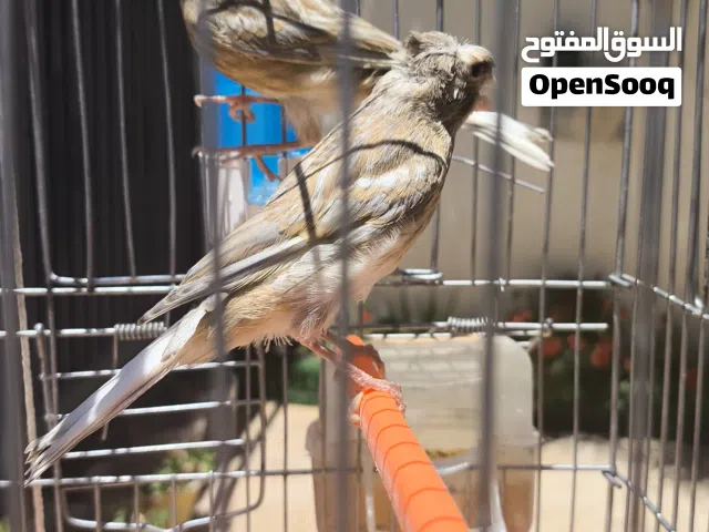 2 ذكورة كناري محليات جاسب ماشاء الله