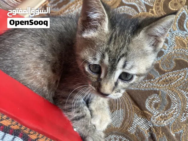 قطط صغيرة ذكور وإناث للتبني