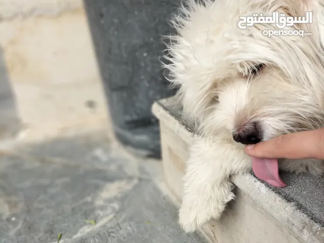 كلبة باللون الابيض نوع مينيبيشون ملقحة دفتر اللقاحات موجود