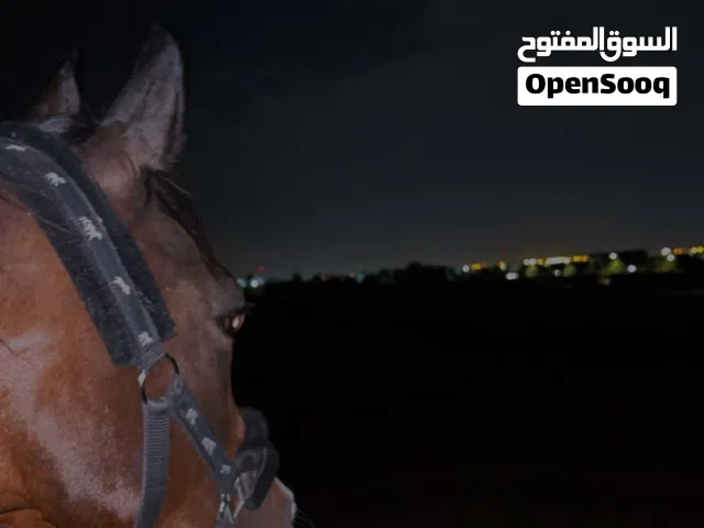 خيل للبيع الجادين فقط!!