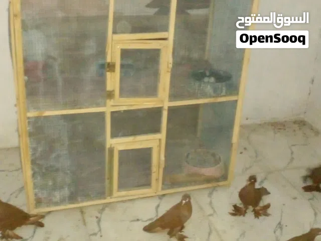 حمام رواعب