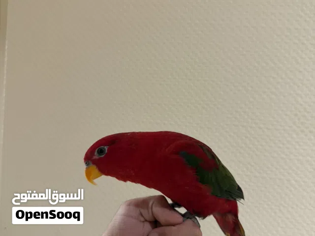 شاترنج لوري  chattering lory