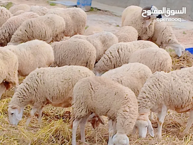 أغنام للبيع