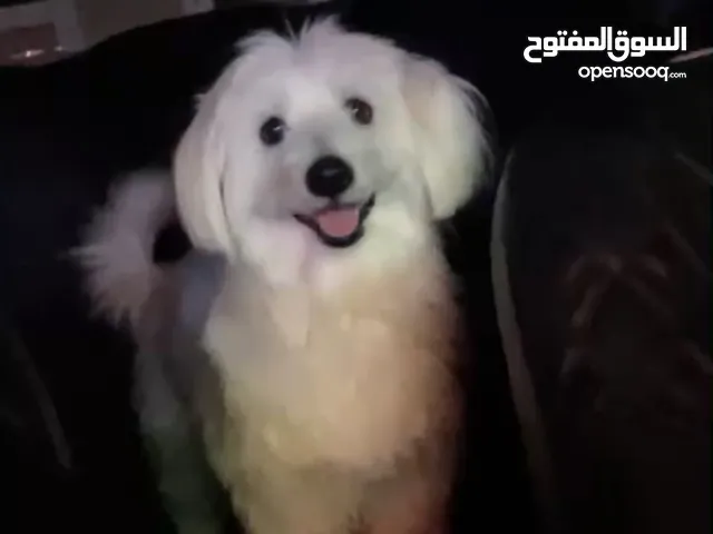 كلب من نوع cotton de Tyler