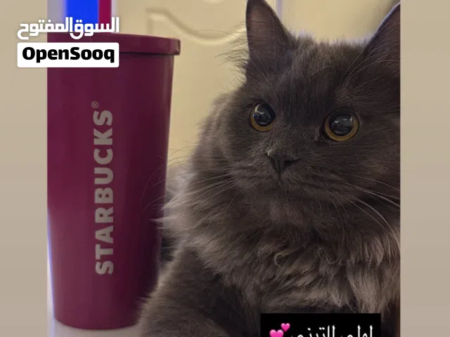 قطه أنثى لعوبه للتبني