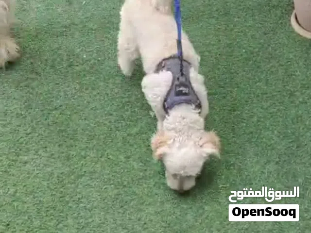 dog male poodle