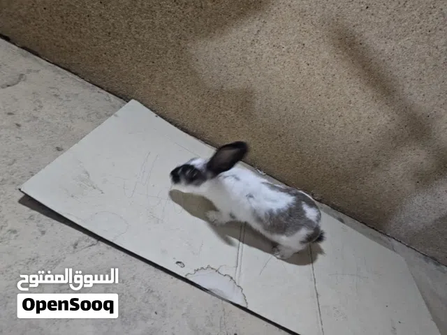 Rabbit for adoption