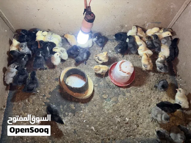 صيصان براهمي جامبوا العدد مية صوص العمر أسبوعين ل ثلاث أسابيع الموقع مادبا
