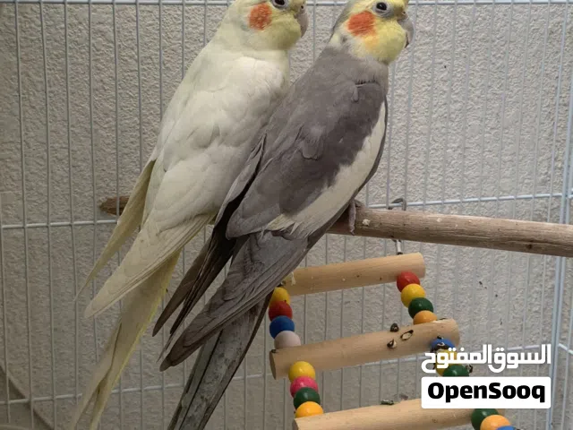 Cocktail pair with eggs