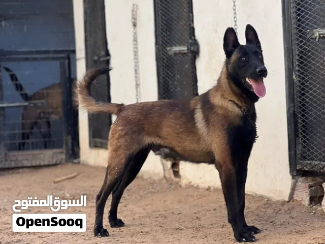 مطلوب ذكر مالينو