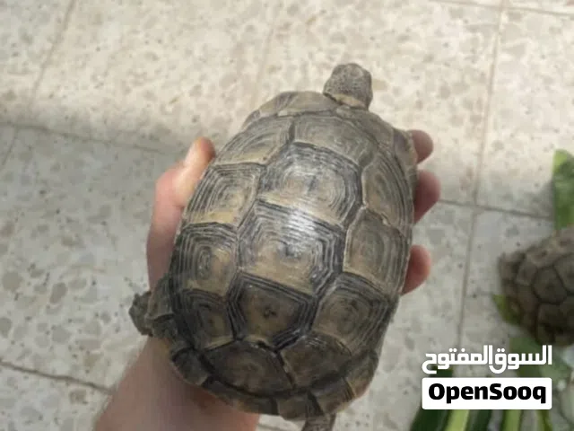 سلحفاه برية