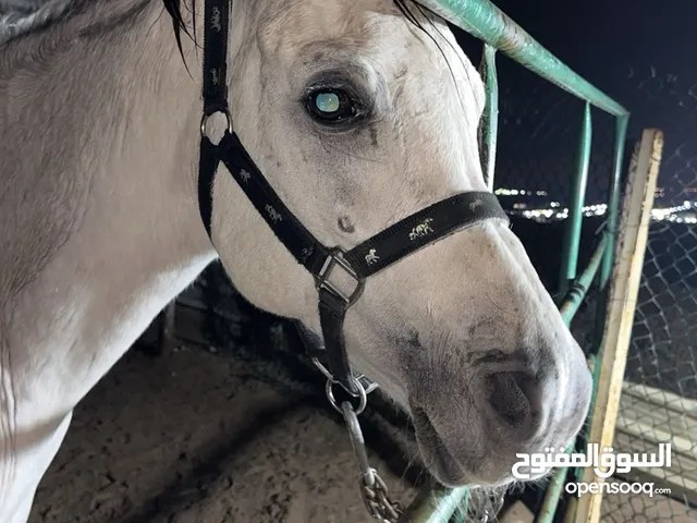 للبيع حصان بلدي
