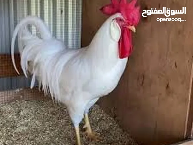 مطلوب ديوك ليجهورن