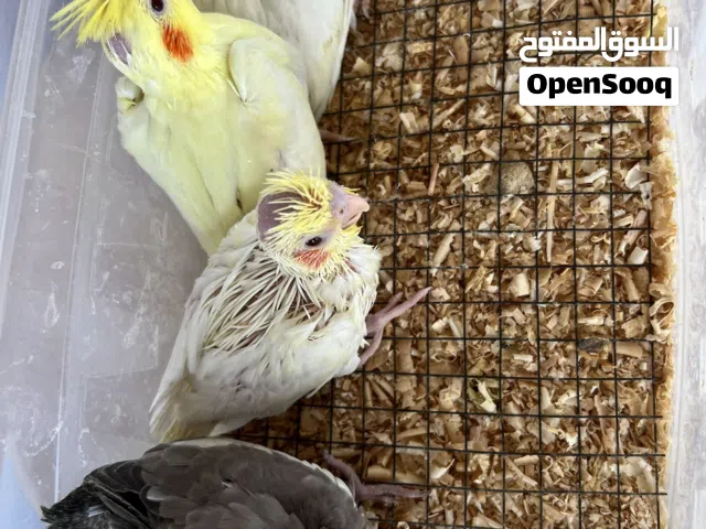 موجود كوكتيل زق يدوي