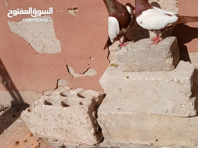جواز حمام شغالات عمان جاوا اقرا النص