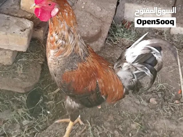 ديج ودجاجه كوجن + ديج عرب للبيع
