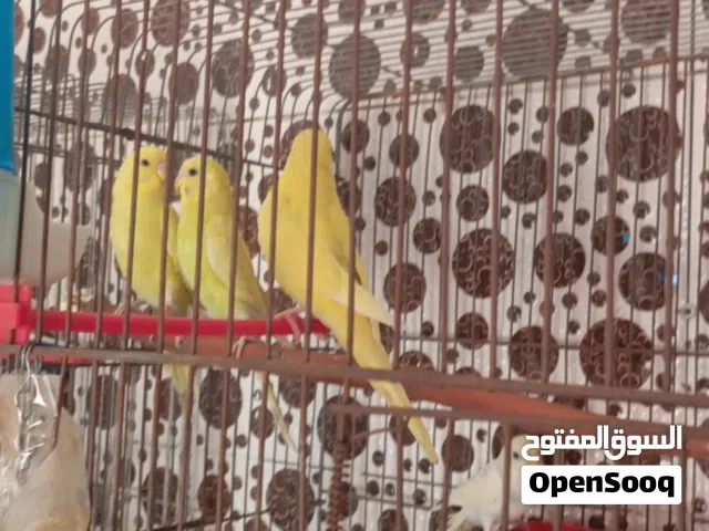 السلام عليكم ورحمه الله وبركاته 5حبات حب لل بيع 4لون اصفر و واحد لون ابيض