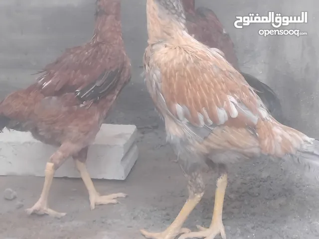 طقم باكستاني حر