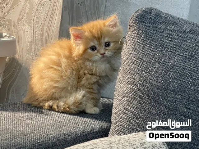 للبيع قطط ذكور