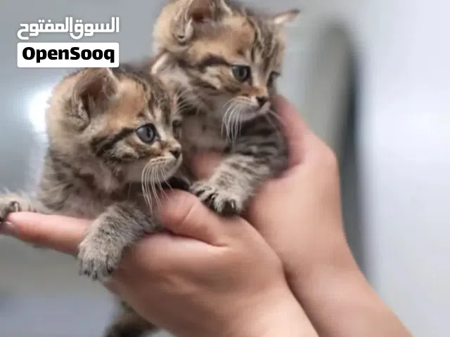 قطط بأسعار مغريه ..جميع المطاعيم اللازمه وجرعه الدود ومايكروشيب
