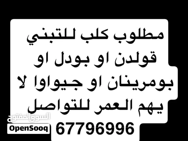 مطلوب للتبني كلب