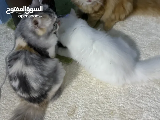 Persian moon face cat