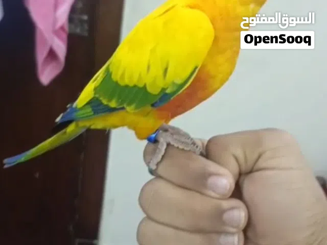for sale sun conure