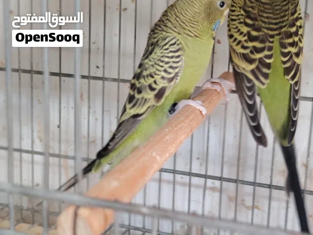 كوبيه بلاك فيس تبرك رحمان
