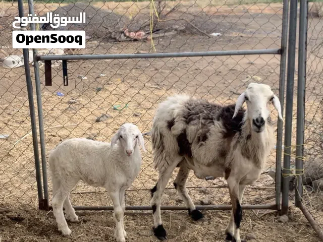 للبيع جعد مع عيالهن