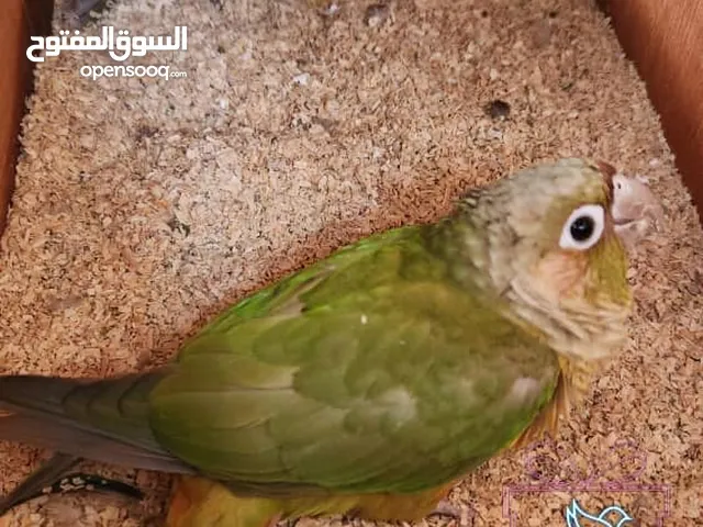 زوج ببغاء كنيور